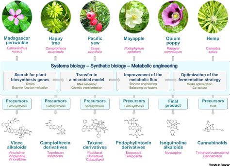  モロジーノ！食品添加物や医薬品にも活用される多用途植物由来素材とは？